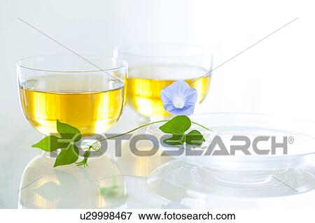 Green tea and morning glory View Large Photo Image Stock Photo - Green tea and morning glory. Fotosearch