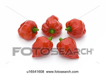 Habanero Chillies View Large Photo Image Stock Photo - Habanero Chillies. Fotosearch