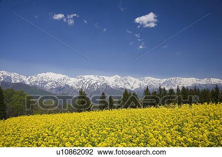 Stock Image - Hakuba mountain range and oilseed rape field, Nagano Prefecture, Honshu, Japan. Fotosearch