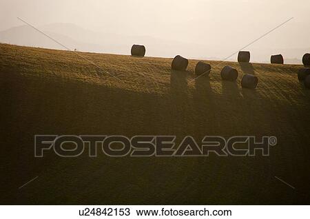 Hay rolls, Hokkaido Prefecture, Japan View Large Photo Image Stock Image - Hay rolls, Hokkaido Prefecture, Japan. Fotosearch