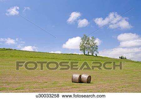 Hay rolls, Hokkaido Prefecture, Japan View Large Photo Image Stock Photo - Hay rolls, Hokkaido Prefecture, Japan. Fotosearch