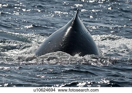 Humpback Whale View Large Photo Image Picture - Humpback Whale. Fotosearch