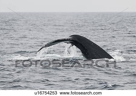 Humpback Whale View Large Photo Image Stock Image - Humpback Whale. Fotosearch