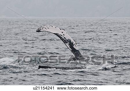 Stock Image - Humpback Whale. Fotosearch