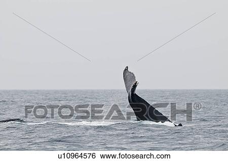 Stock Photograph - Humpback Whale. Fotosearch