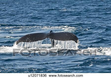 Humpback Whale View Large Photo Image Stock Photograph - Humpback Whale. Fotosearch