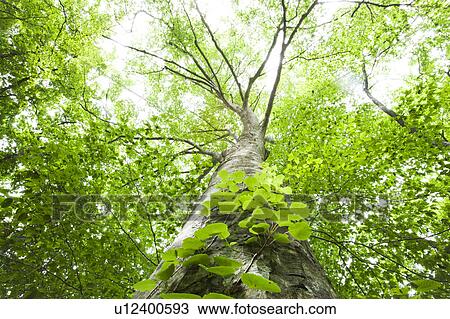 Stock Image - Japanese beech tree, low angle view, Aomori Prefecture, Honshu, Japan. Fotosearch