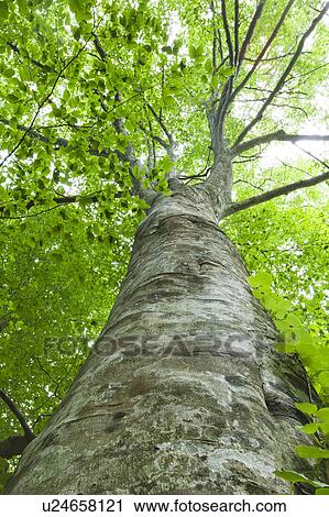 Stock Image - Japanese beech tree, low angle view, Aomori Prefecture, Honshu, Japan. Fotosearch