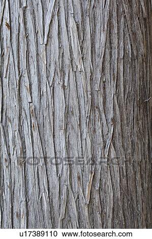 Japanese Cedar View Large Photo Image Stock Image - Japanese Cedar. Fotosearch