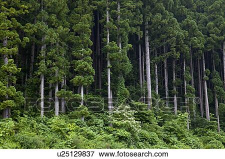 Stock Photo - Japanese cedar trees, Fukushima Prefecture, Honshu, Japan. Fotosearch