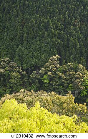 Stock Image - Japanese cedar trees, Nara Prefecture, Honshu, Japan. Fotosearch