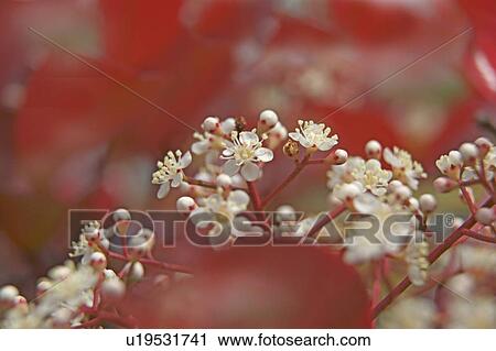 Japanese Photinia (Photinia glabra) View Large Photo Image Stock Image - Japanese Photinia (Photinia glabra). Fotosearch