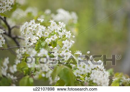 Japanese plum tree View Large Photo Image Stock Photo - Japanese plum tree. Fotosearch