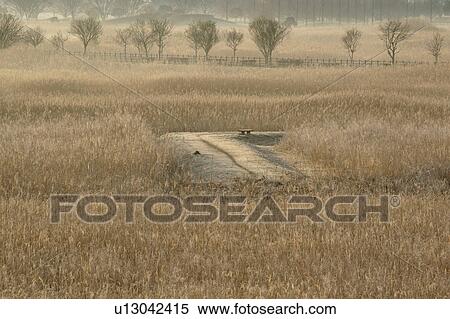 Stock Photography - Japanese silver grass field and dirt road, Tochigi Prefecture, Honshu, Japan. Fotosearch