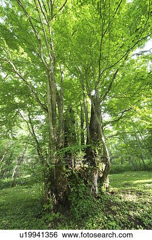Katsura Tree View Large Photo Image Stock Photograph - Katsura Tree. Fotosearch
