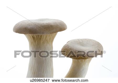 Stock Photo - King Trumpet Mushroom . Fotosearch