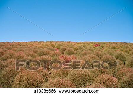 Kochia scoparia, Ibaraki Prefecture, Japan View Large Photo Image Stock Photograph - Kochia scoparia, Ibaraki Prefecture, Japan. Fotosearch