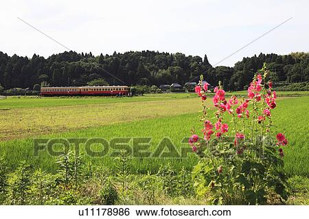 Kominato Line and rural scene, Chiba Prefecture, Honshu, Japan View Large Photo Image Stock Photograph - Kominato Line and rural scene, Chiba Prefecture, Honshu, Japan. Fotosearch
