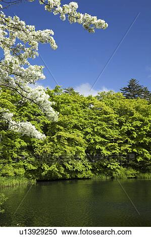 Stock Image - Kumoba pond, Nagano Prefecture, Japan. Fotosearch