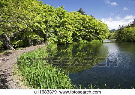 Kumoba pond, Nagano Prefecture, Japan View Large Photo Image Stock Photo - Kumoba pond, Nagano Prefecture, Japan. Fotosearch