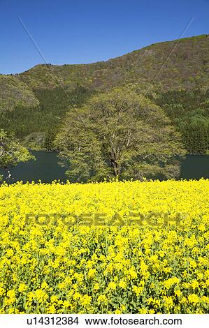 Lake Hokuryu and oilseed rape field, Nagano Prefecture, Honshu, Japan View Large Photo Image Picture - Lake Hokuryu and oilseed rape field, Nagano Prefecture, Honshu, Japan. Fotosearch