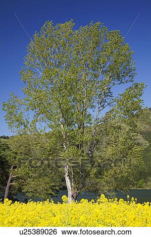Stock Photograph - Lake Hokuryu and oilseed rape field, Nagano Prefecture, Honshu, Japan. Fotosearch