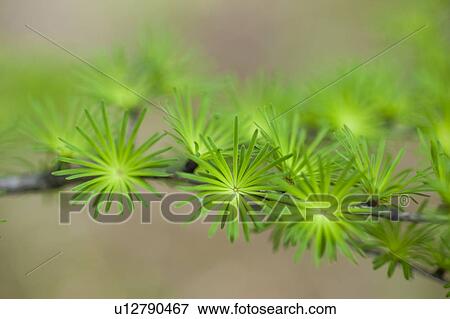 Stock Photo - Larch tree, close-up. Fotosearch