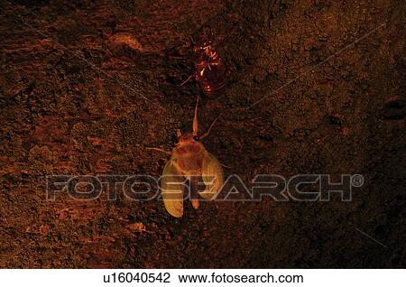 Stock Image - Large Brown Cicada Emerging From Nymph. Fotosearch