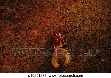 Stock Image - Large Brown Cicada Emerging From Nymph. Fotosearch