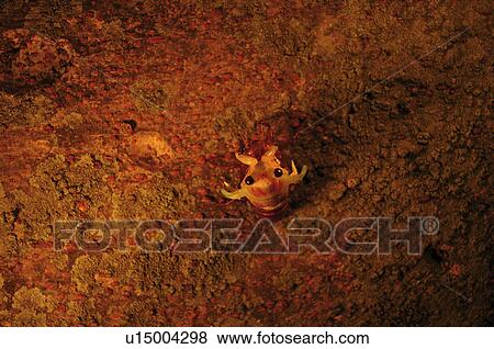 Stock Photo - Large Brown Cicada Emerging From Nymph. Fotosearch