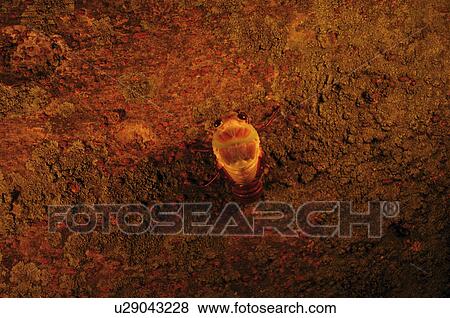 Stock Photo - Large Brown Cicada Emerging From Nymph. Fotosearch