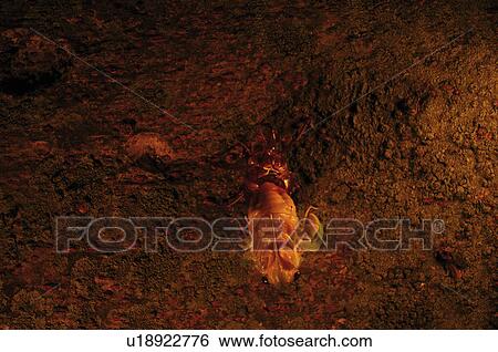 Large Brown Cicada Emerging From Nymph View Large Photo Image Stock Photograph - Large Brown Cicada Emerging From Nymph. Fotosearch