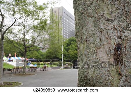 Large Brown Cicada on Tree Trunk in Hibiya Park View Large Photo Image Stock Photo - Large Brown Cicada on Tree Trunk in Hibiya Park. Fotosearch