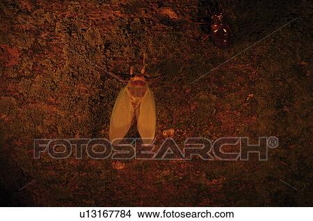 Picture - Large Brown Cicada. Fotosearch