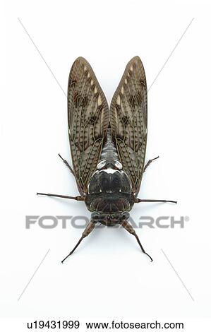 Large Brown Cicada View Large Photo Image Stock Photo - Large Brown Cicada. Fotosearch