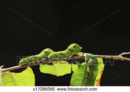 Larva of Swallowtail Butterfly View Large Photo Image Stock Photograph - Larva of Swallowtail Butterfly. Fotosearch