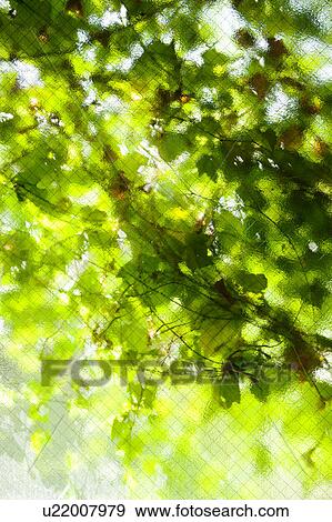 Leaves Reflected in Frosted Glass View Large Photo Image Stock Photo - Leaves Reflected in Frosted Glass. Fotosearch