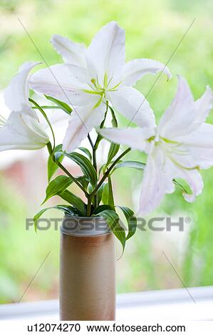 Lilies in a vase View Large Photo Image Stock Image - Lilies in a vase. Fotosearch