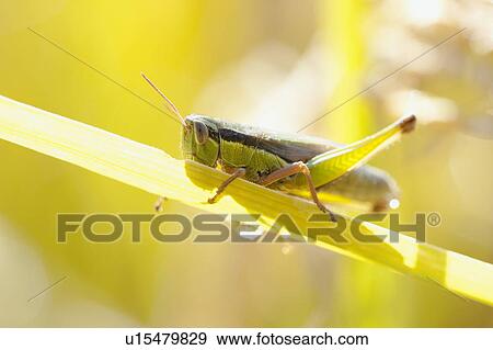 Stock Photo - Locust Hopper. Fotosearch