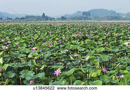 Stock Image - Lotus Flowers. Fotosearch