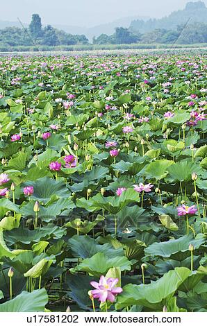 Stock Image - Lotus Flowers. Fotosearch