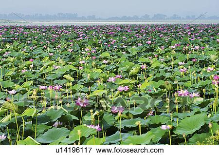 Lotus Flowers View Large Photo Image Stock Photo - Lotus Flowers. Fotosearch