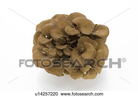 Maitake View Large Photo Image Stock Image - Maitake. Fotosearch