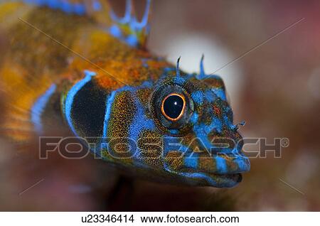 Male Princess blenny (Gracilopterygion bapturuma) View Large Photo Image Picture - Male Princess blenny (Gracilopterygion bapturuma). Fotosearch