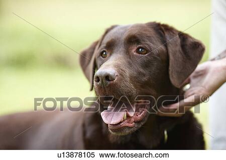 Stock Photography - Man Stroking Brown Labrador Retriever, Close Up. Fotosearch