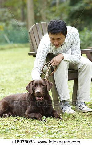 Man Stroking His Chocolate Labrador View Large Photo Image Stock Image - Man Stroking His Chocolate Labrador. Fotosearch