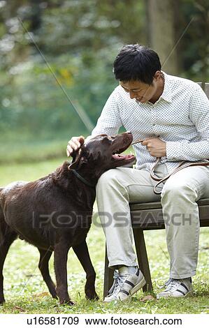 Man Stroking His Chocolate Labrador View Large Photo Image Stock Photo - Man Stroking His Chocolate Labrador. Fotosearch