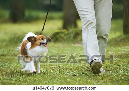 Man Walking His Dog View Large Photo Image Stock Image - Man Walking His Dog. Fotosearch