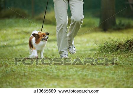 Man Walking His Dog View Large Photo Image Stock Photo - Man Walking His Dog. Fotosearch