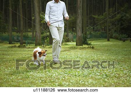 Man Walking His Dog View Large Photo Image Stock Photograph - Man Walking His Dog. Fotosearch